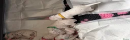 Dalmatian dogs for sale: Pedigree KC Registered Puppies - Advert 5