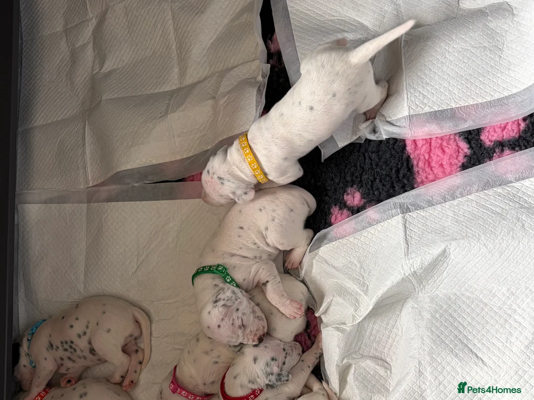 Dalmatian dogs for sale: Pedigree KC Registered Puppies - Advert 5