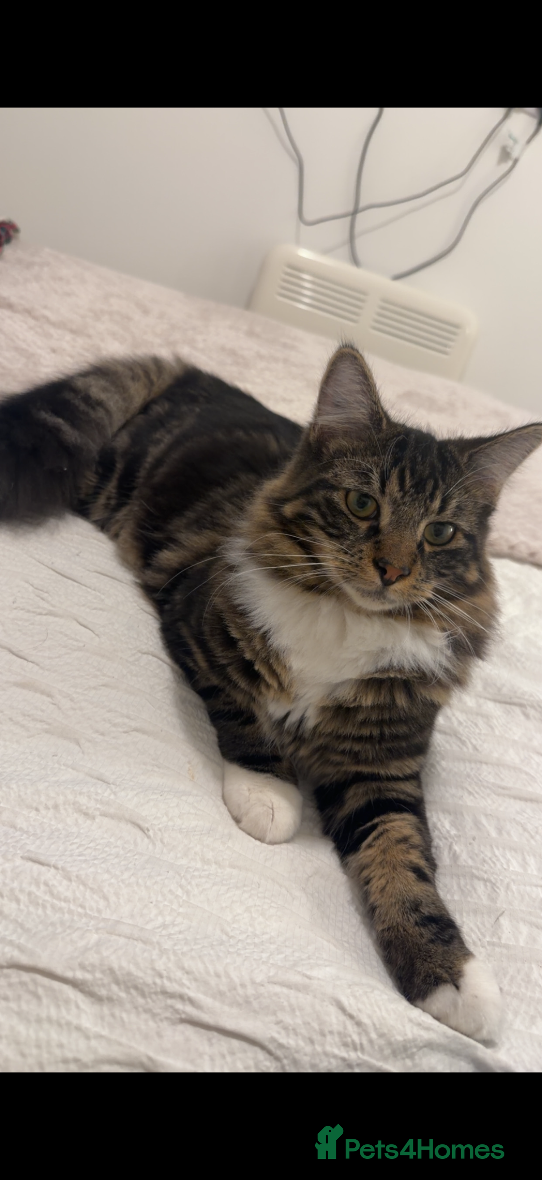 Mixed Breed cats for sale: Luna and Franky  - Advert 4