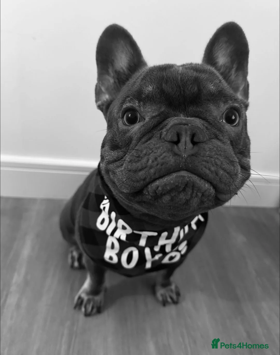 French Bulldog dogs for stud: PROVEN - Beautiful French Bulldog For Stud in Weston-super-Mare - Advert 4