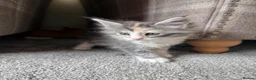 Maine Coon cats for sale: Maine Coon Kittens - Advert 2