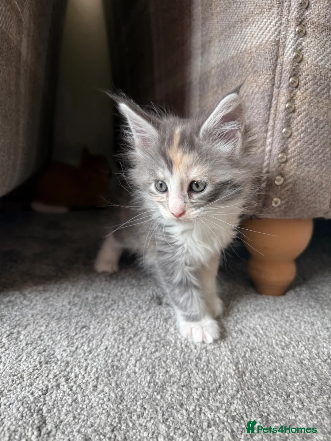 Maine Coon cats for sale: Maine Coon Kittens - Advert 2