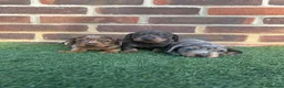 Miniature Dachshund dogs for sale: Beautiful miniature dachshund puppies  - Advert 5