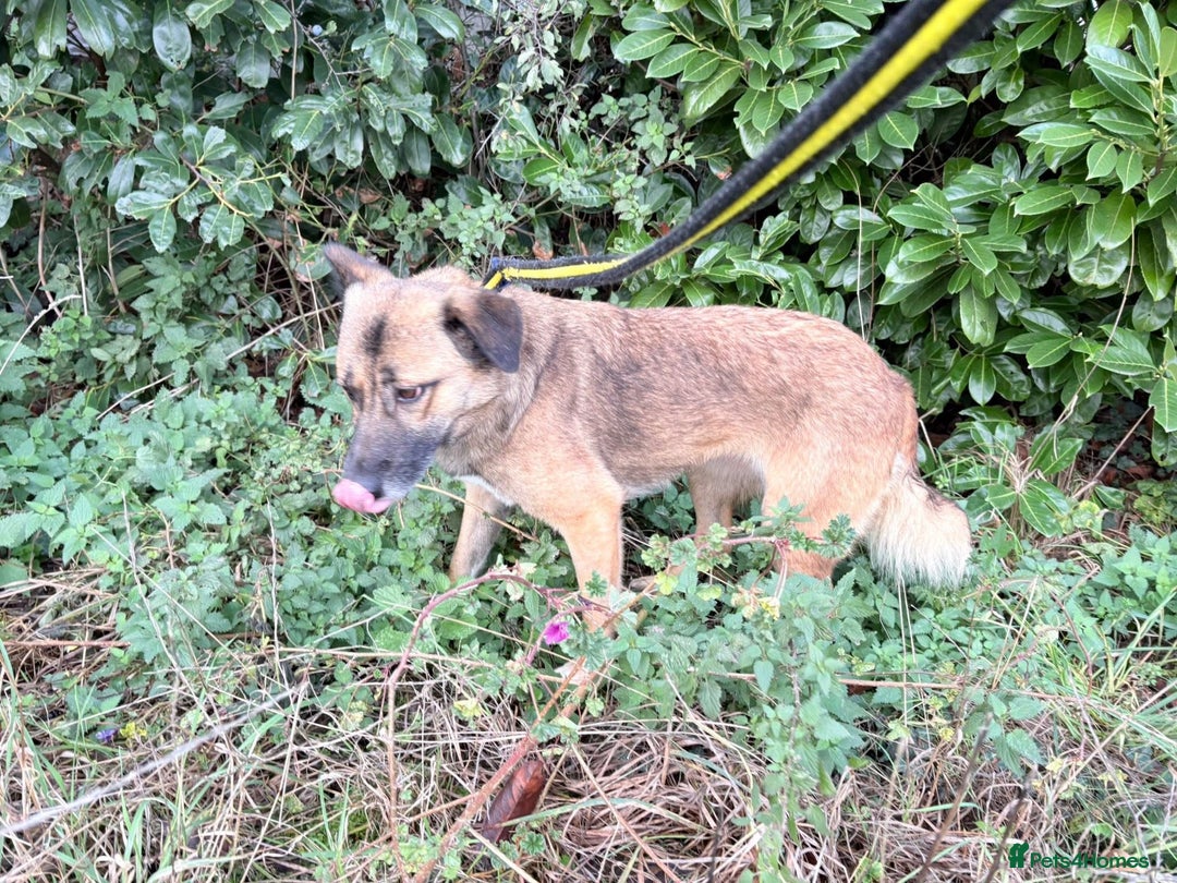 Mixed Breed dogs for adoption: Amelia - Daventry Northamptonshire  - Advert 7