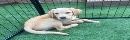 Borador dogs for sale: 6 Labrador /Borador Puppies for Sale Boys & Girls - Advert 6