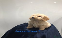 Cockapoo dogs for sale: F1 Cockapoo - Image 14
