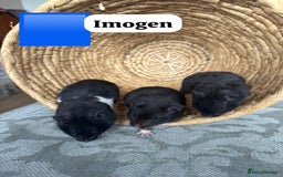 Hamster rodents for sale: Beautiful baby hamsters. Russian Dwarf and Syrian - Image 37