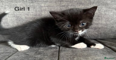 Domestic Shorthair cats - Advert 15