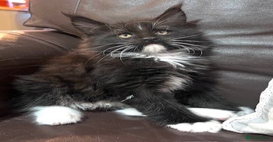 Maine Coon cats - Advert 13