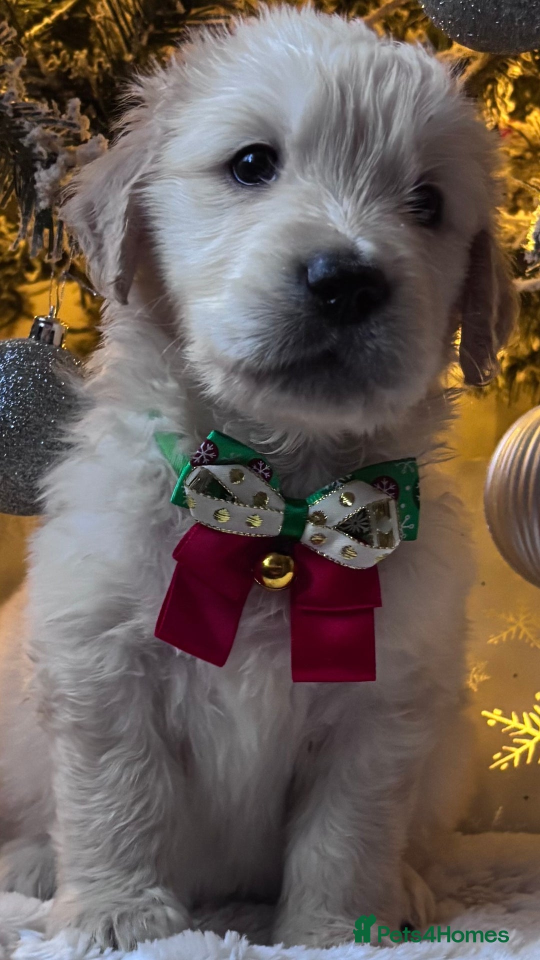 Golden Retriever dogs for sale: champion lines kc golden retriever puppies  - Advert 3