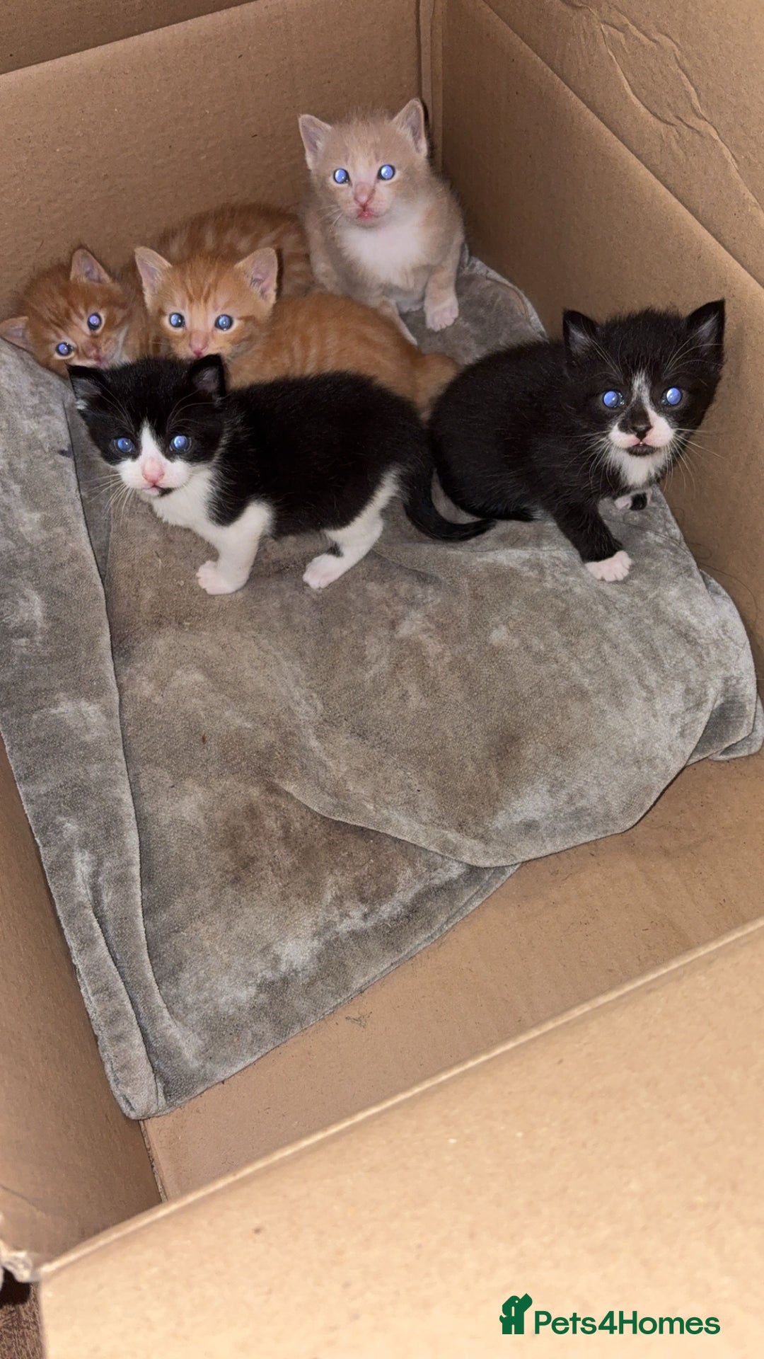 Mixed Breed cats for sale: Beautiful mixed colour kittens  - Image 3