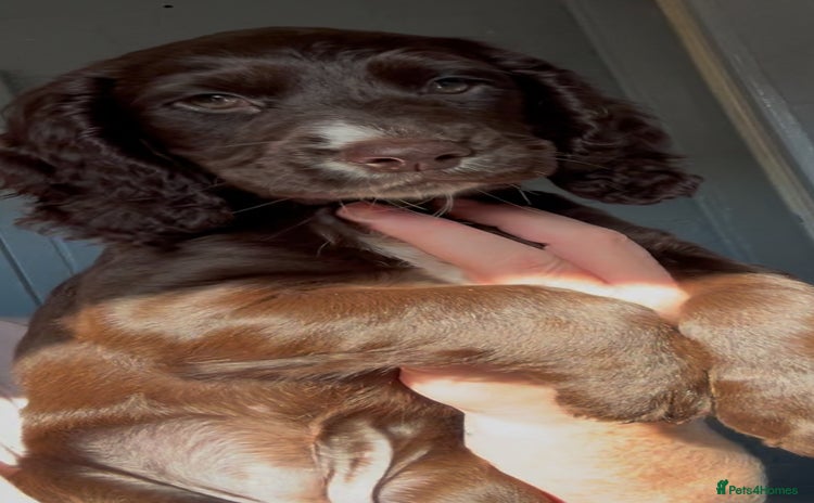 Cocker Spaniel dogs - Advert 8