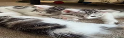 Mixed Breed cats for sale: Absolutely beautiful kittens, bengal crossbred - Advert 3