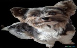 Biewer Terrier dogs for stud: Purebred Pedigree Biewer Terrier Proven Stud in Merthyr Tydfil - Image 1