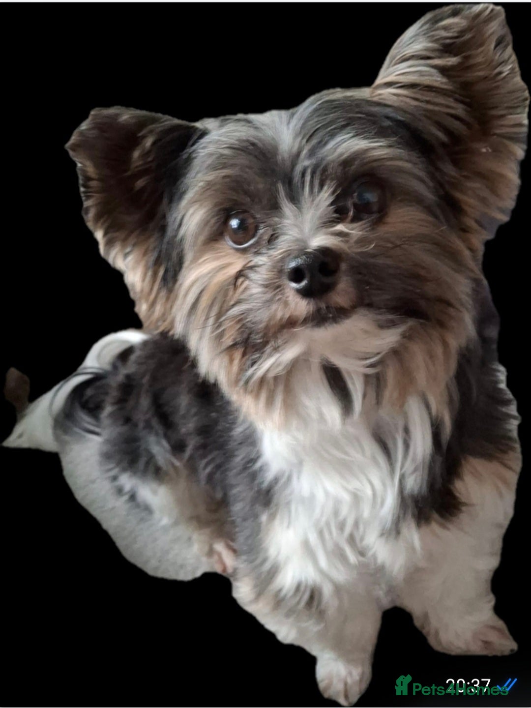 Biewer Terrier dogs for stud: Purebred Pedigree Biewer Terrier Proven Stud in Merthyr Tydfil - Image 1