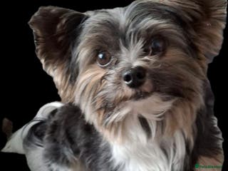 Biewer Terrier dogs Purebred Pedigree Biewer Terrier Proven Stud in Merthyr Tydfil - Advert 3