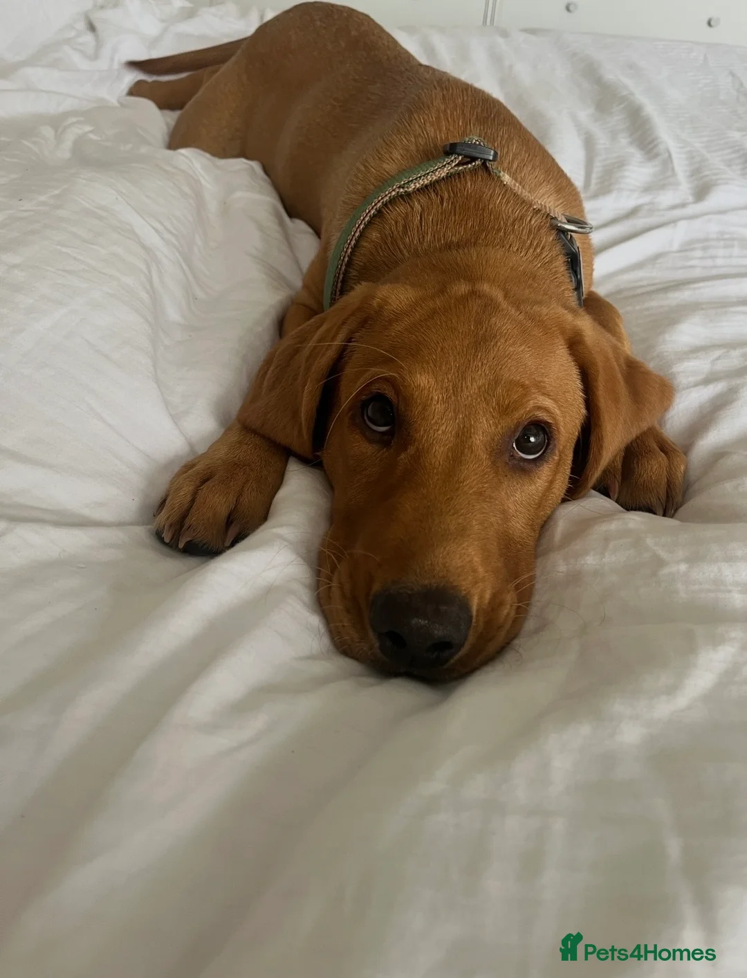 Labrador Retriever dogs for sale: Meet Buddy - Advert 1