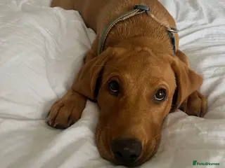 Labrador Retriever dogs Meet Buddy - Advert 12