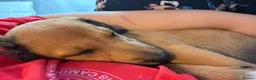 Mixed Breed dogs for sale: Bedlington whippet  - Advert 5