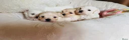 Maltipoo dogs for sale: *** Adorable Korean Maltipoo Babies *** - Advert 7