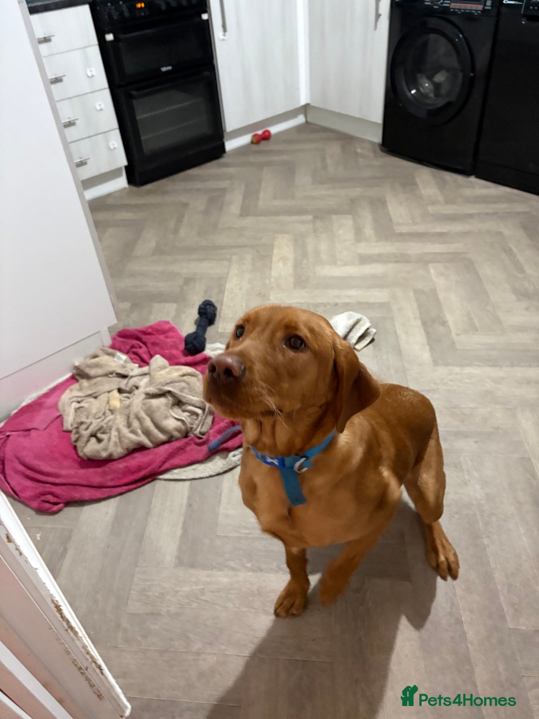 Labrador Retriever dogs for sale: Red fox Labrador 8 months old - Advert 2