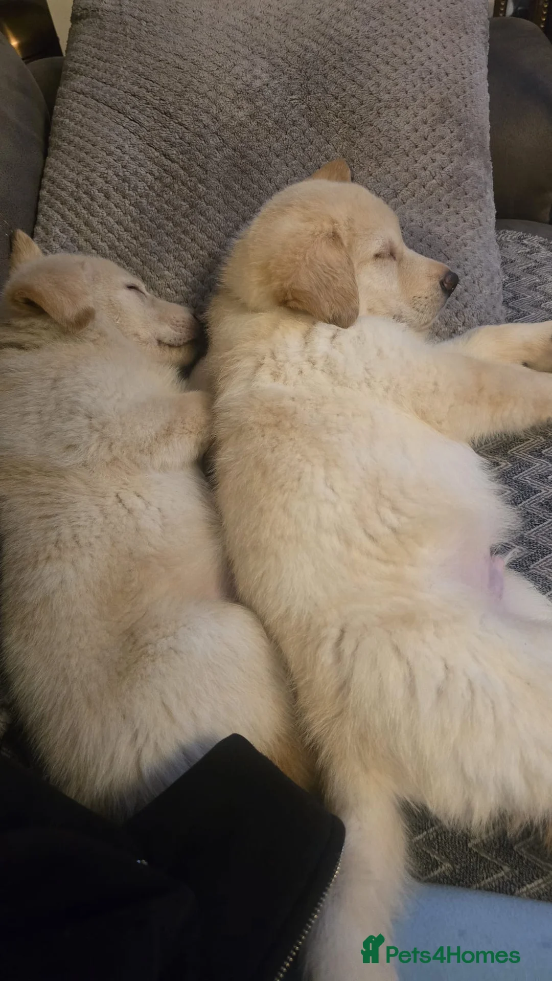 Mixed Breed dogs for sale: German Shepherd x Labrador puppies - Advert 4