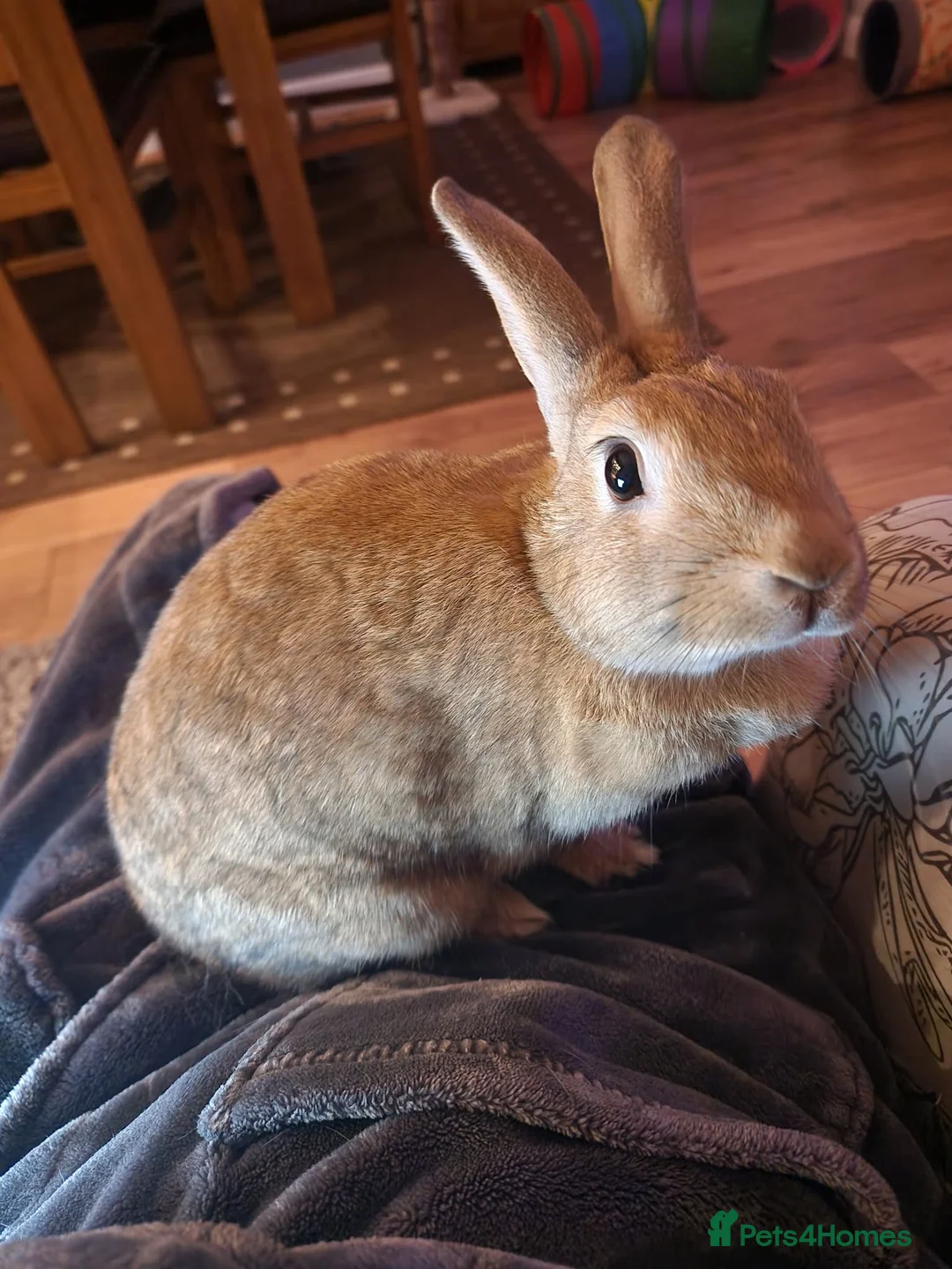 Mixed Breed rabbits for sale: Female indoor rabbit  - Advert 2
