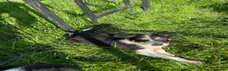 Border Collie dogs for sale: 5 Boarder Collie Puppies 8 weeks ready now in Ashbourne - Advert 16