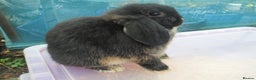 Mini Lop rabbits for sale: 3 Young Mini Lops - Advert 4