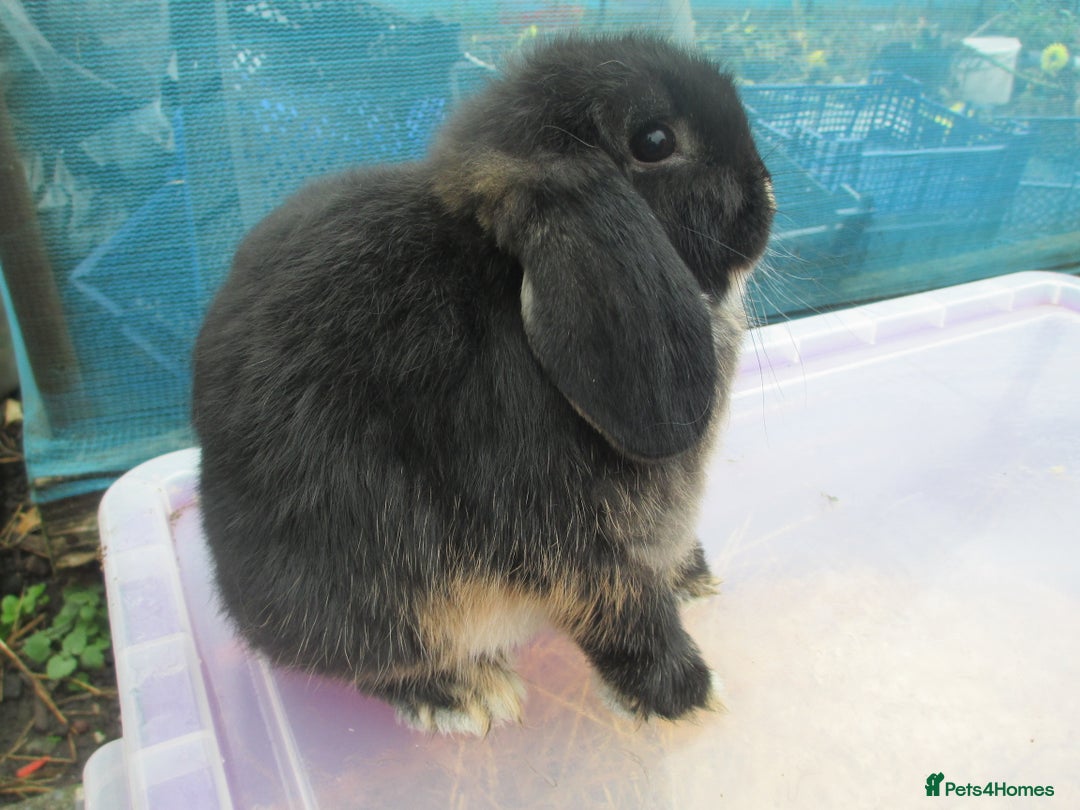 Mini Lop rabbits for sale: 3 Young Mini Lops - Advert 4