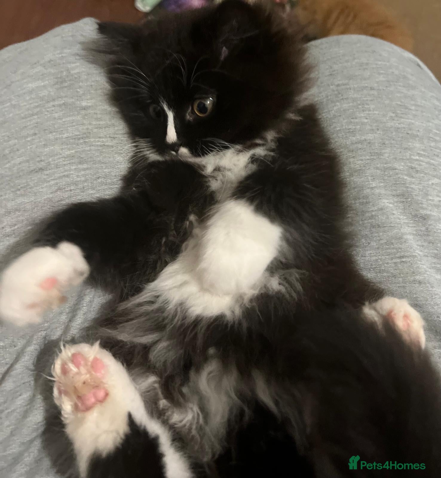 British Longhair cats 5 british long hair kittens for sale - Advert 10