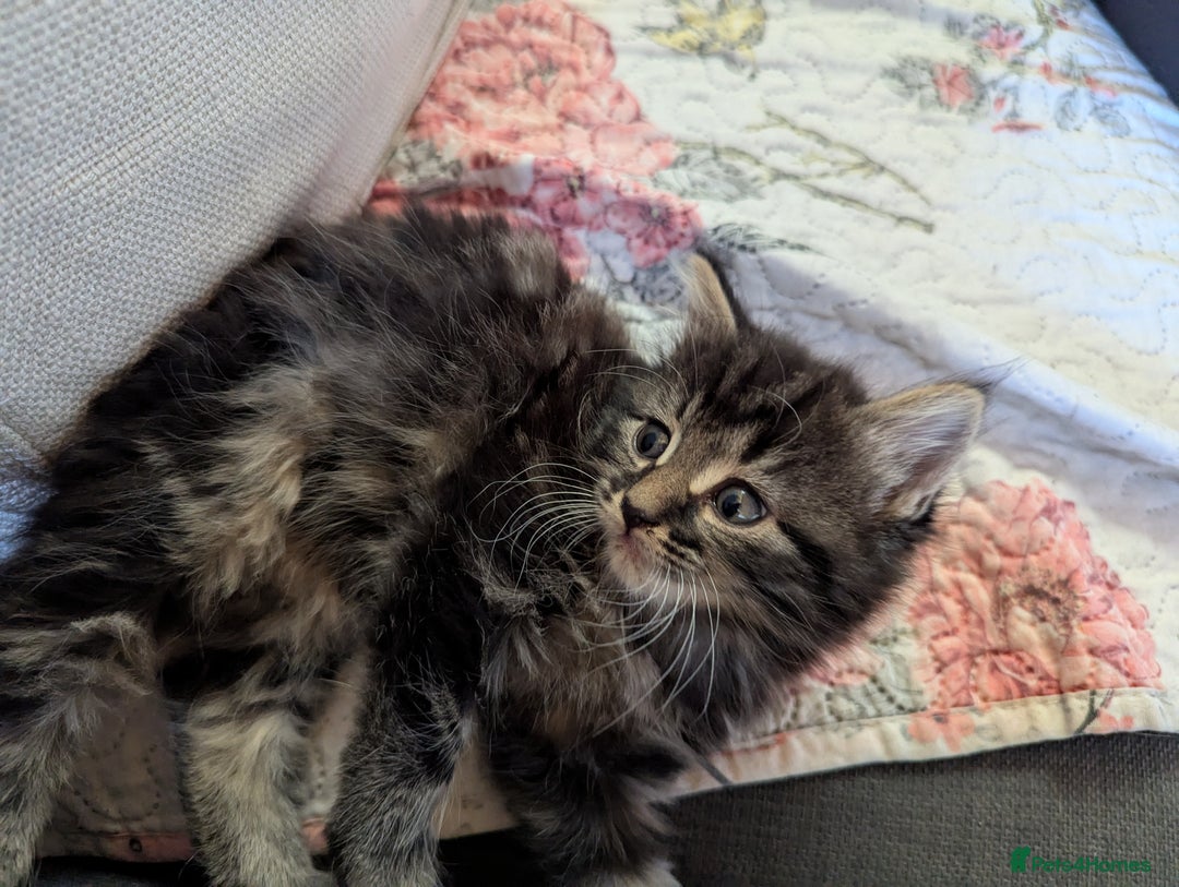Bombay cats for sale: Different prices Bombay X long hair  - Image 7