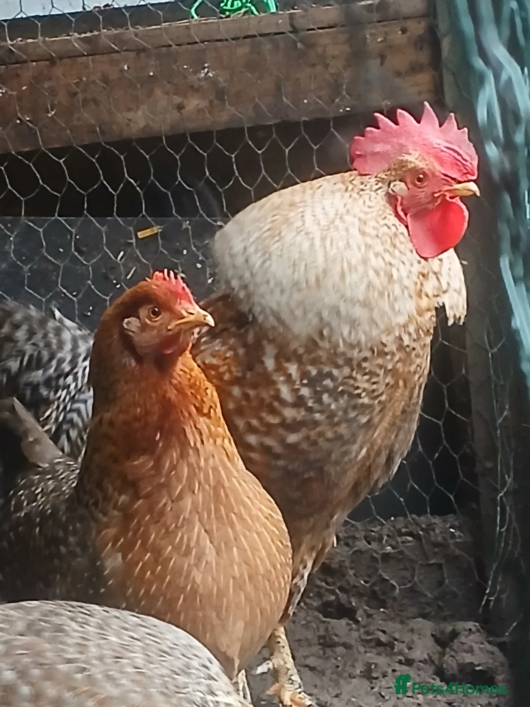 Chickens poultry for sale: GOLD WELBAR BANTAM BREEDING GROUP in Wolverhampton - Advert 2