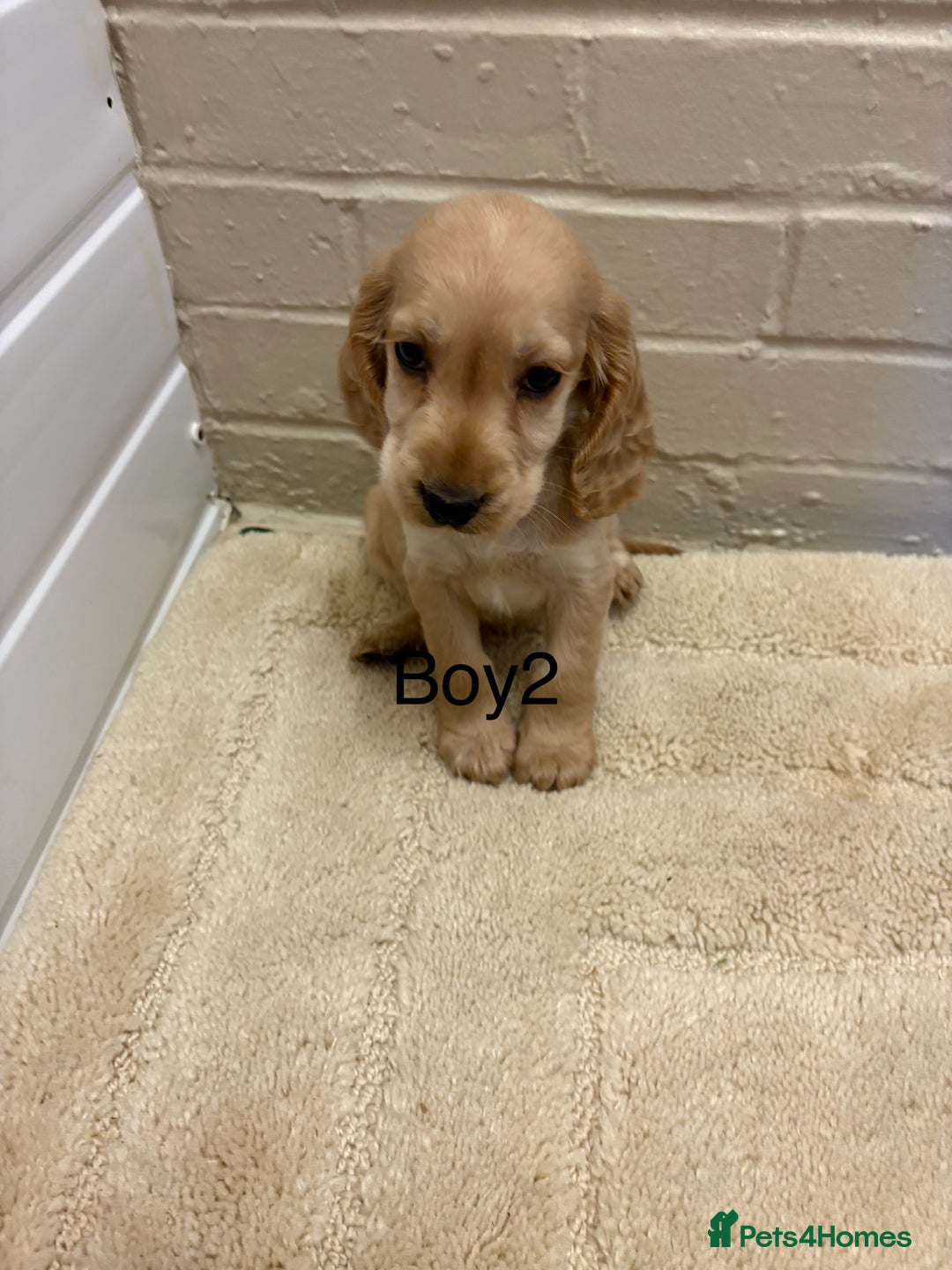 Cocker Spaniel dogs for sale: SHOW TYPE COCKER SPANIELS PUPPIES  - Advert 11