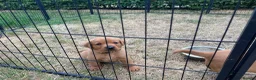 Labrador Retriever dogs for sale: KC Registered Fox Red Labrador Puppies in Cambridge - Advert 9