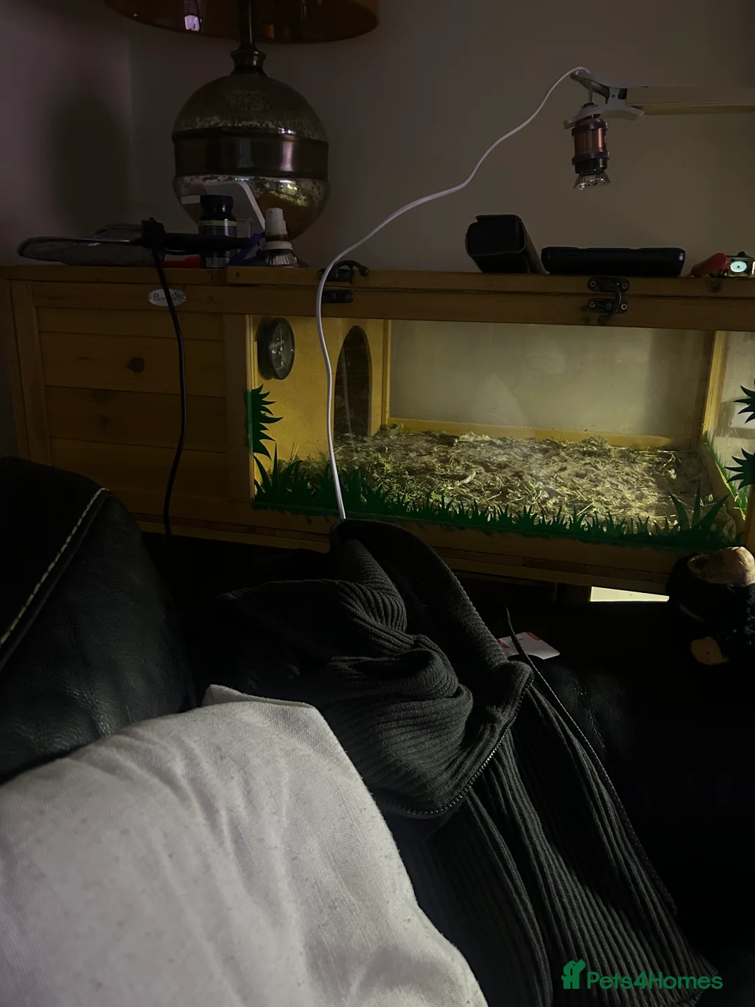 Tortoise reptiles for sale: Tortoise very friendly approximately 2years old  - Advert 4