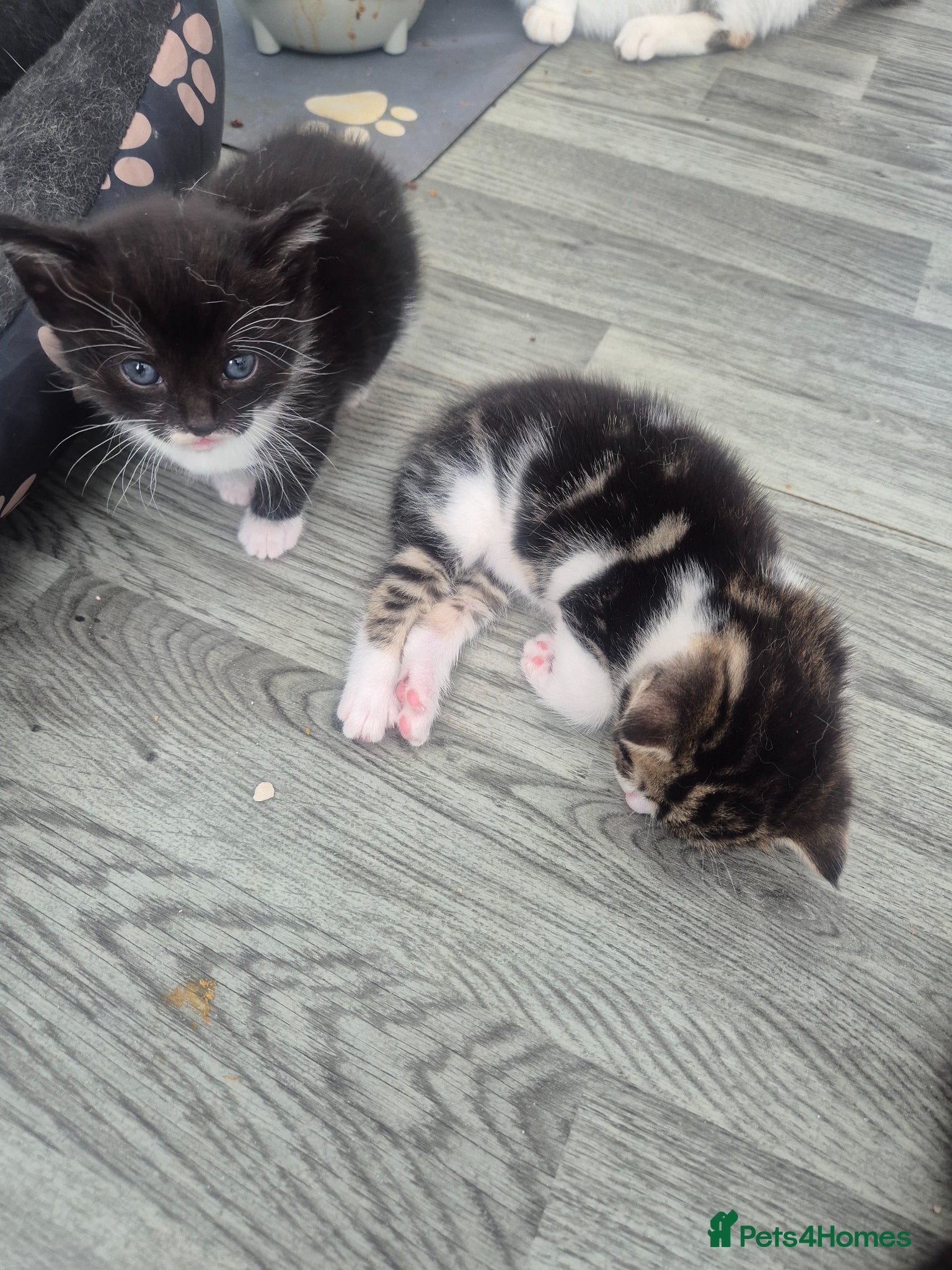 British Shorthair cats for sale: Three adorable kittens  in London - Advert 17