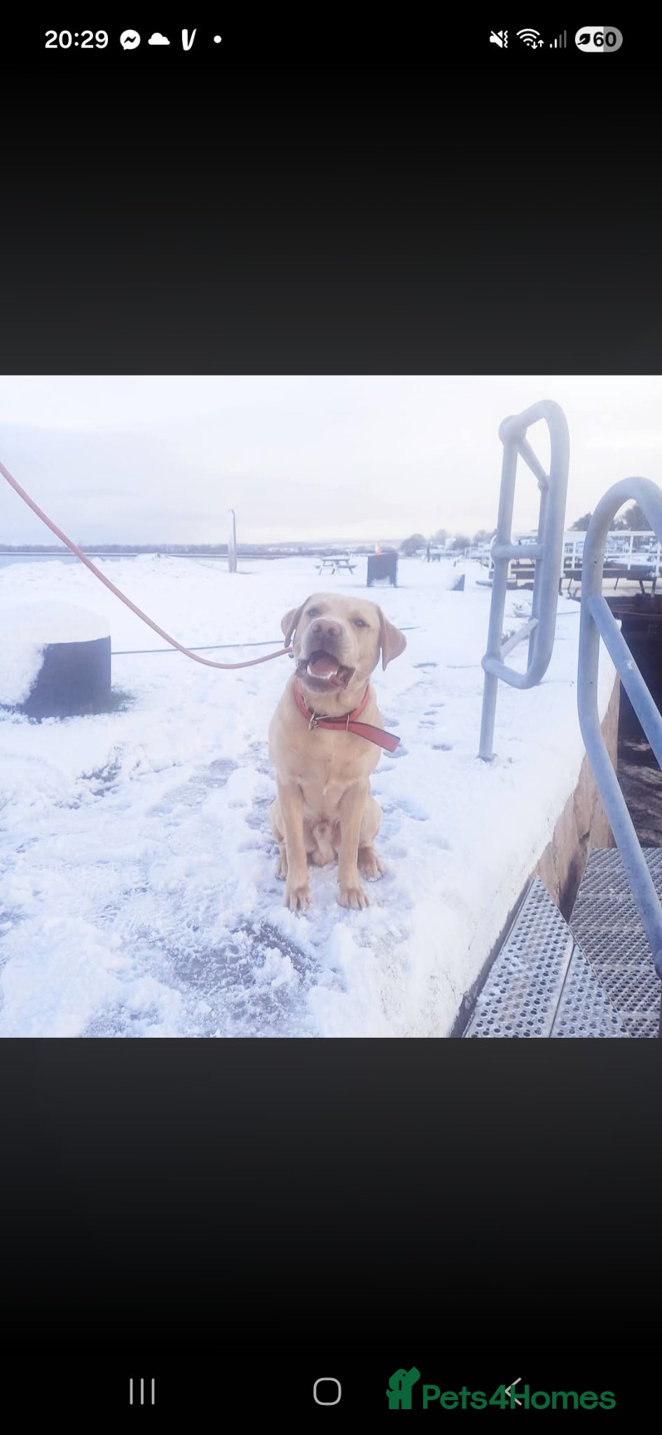 Labrador Retriever dogs KC Registered  Labrador  Stud – Proven - Advert 1