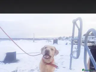 Labrador Retriever dogs KC Registered Labrador Stud – Proven - Advert 1