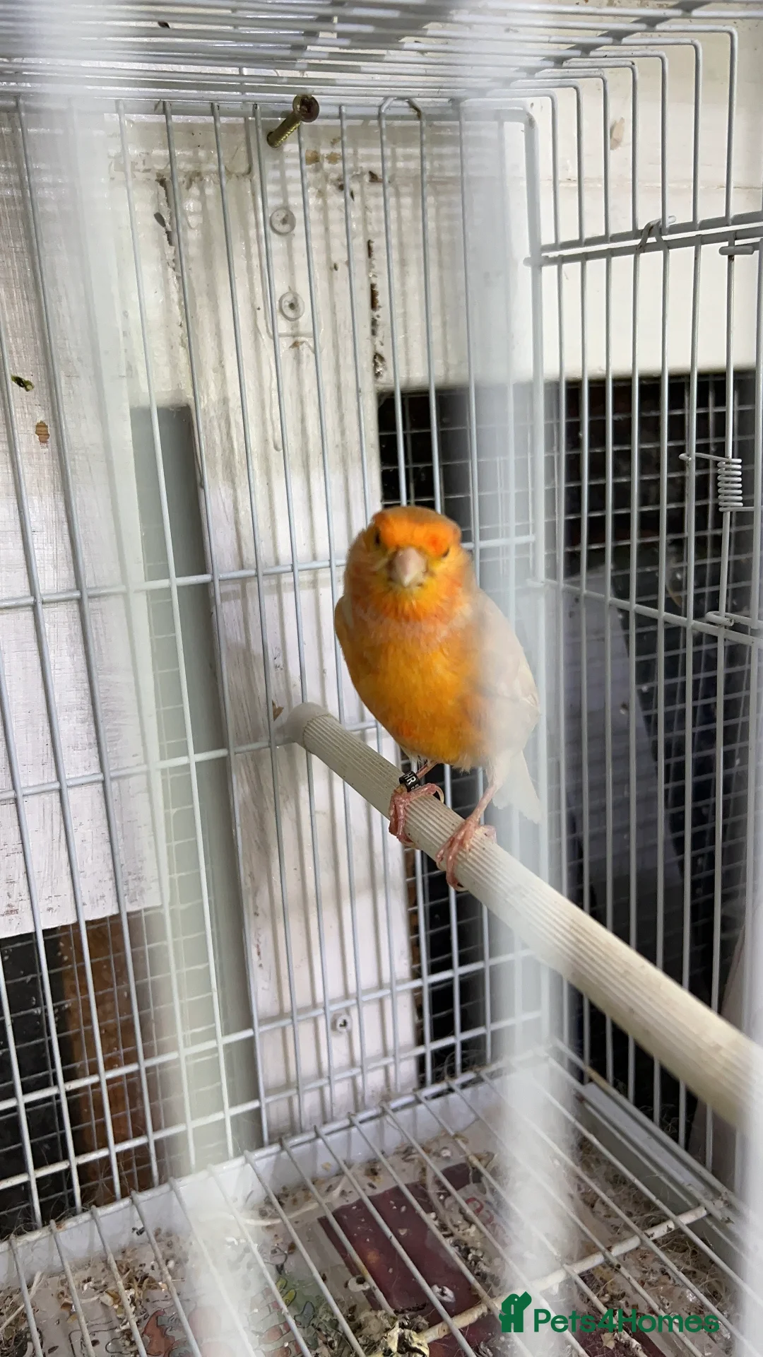 Canaries birds for sale: Canaries for sale  - Advert 3