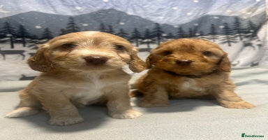 Cockapoo dogs - Advert 1