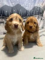 Cockapoo dogs - Advert 1