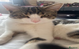American Shorthair cats for sale: Chino  - Image 4