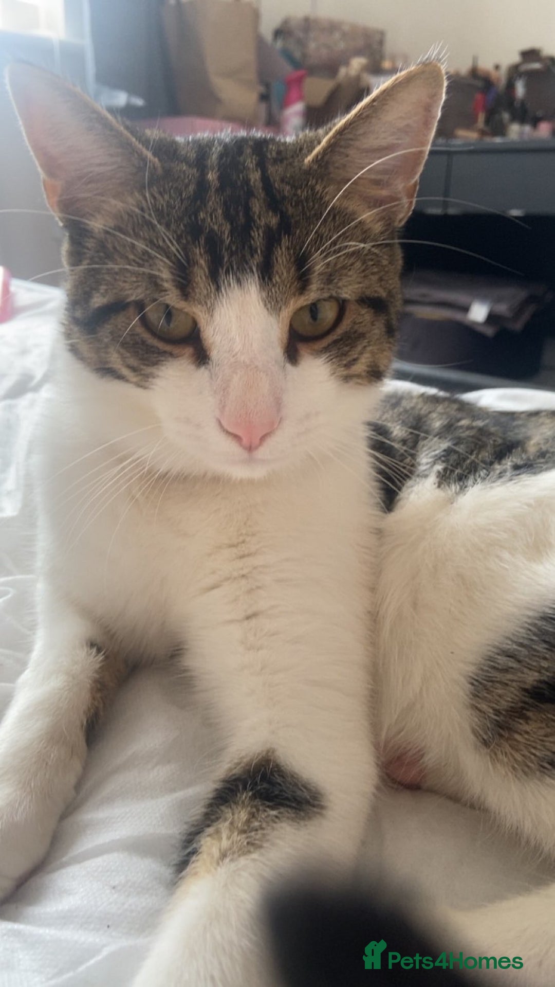 American Shorthair cats for sale: Chino  - Image 4