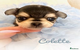 Chihuahua dogs for sale: KC rare husky marking chihuahua puppies Thai lines - Image 20