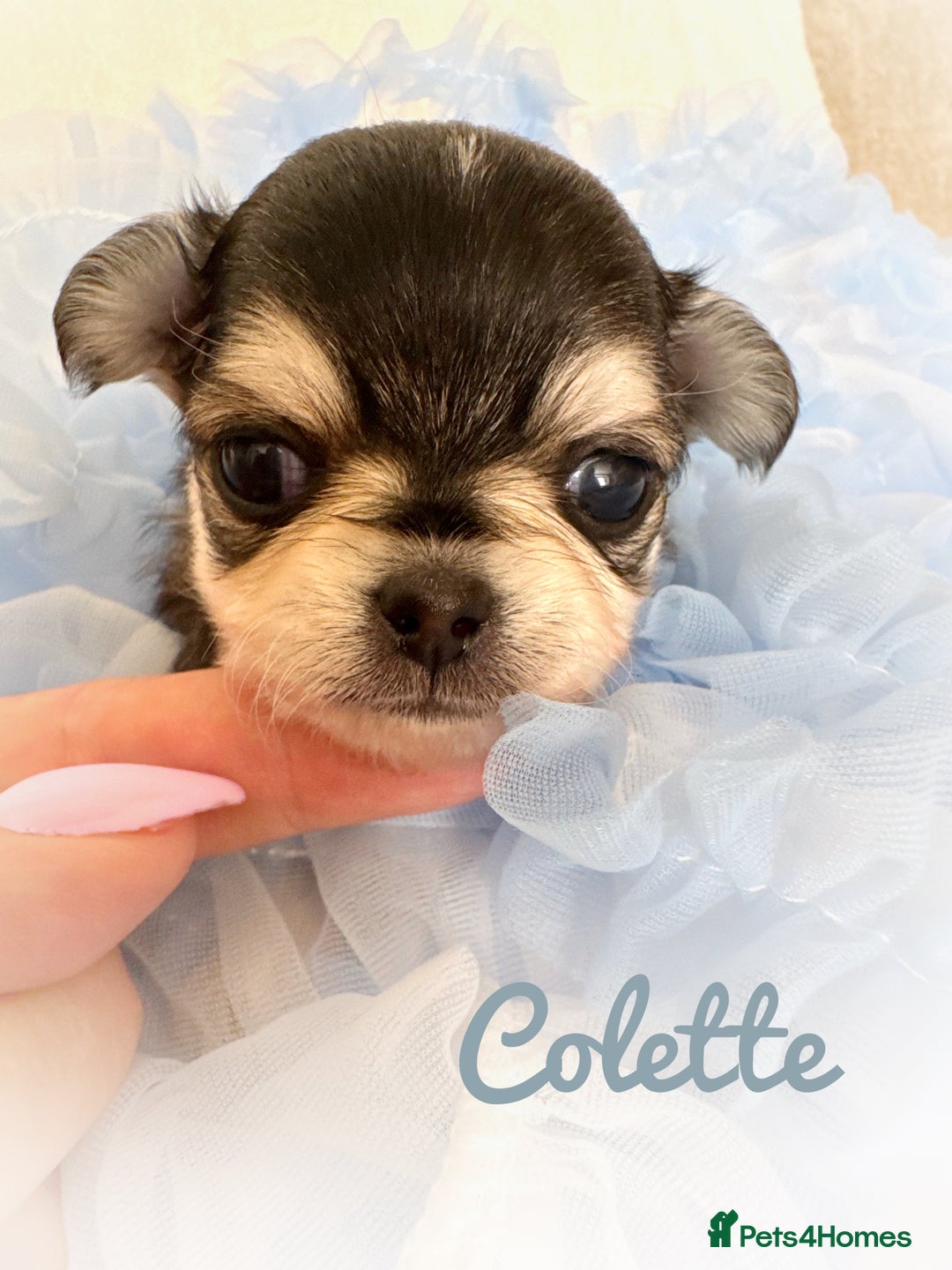 Chihuahua dogs for sale: KC rare husky marking chihuahua puppies Thai lines - Image 20