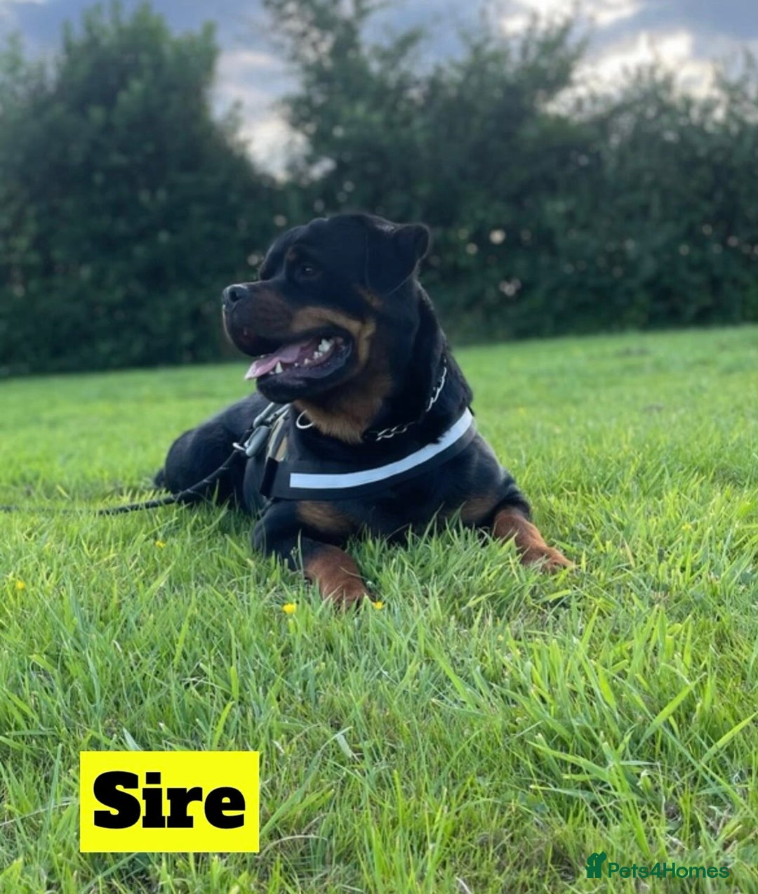 Rottweiler dogs for sale: KC Rottweiler puppies ready 16/11/25 - Image 4