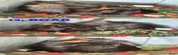 Guinea Pig rodents for sale: Various Guinea Pigs - Ready Now - Advert 26