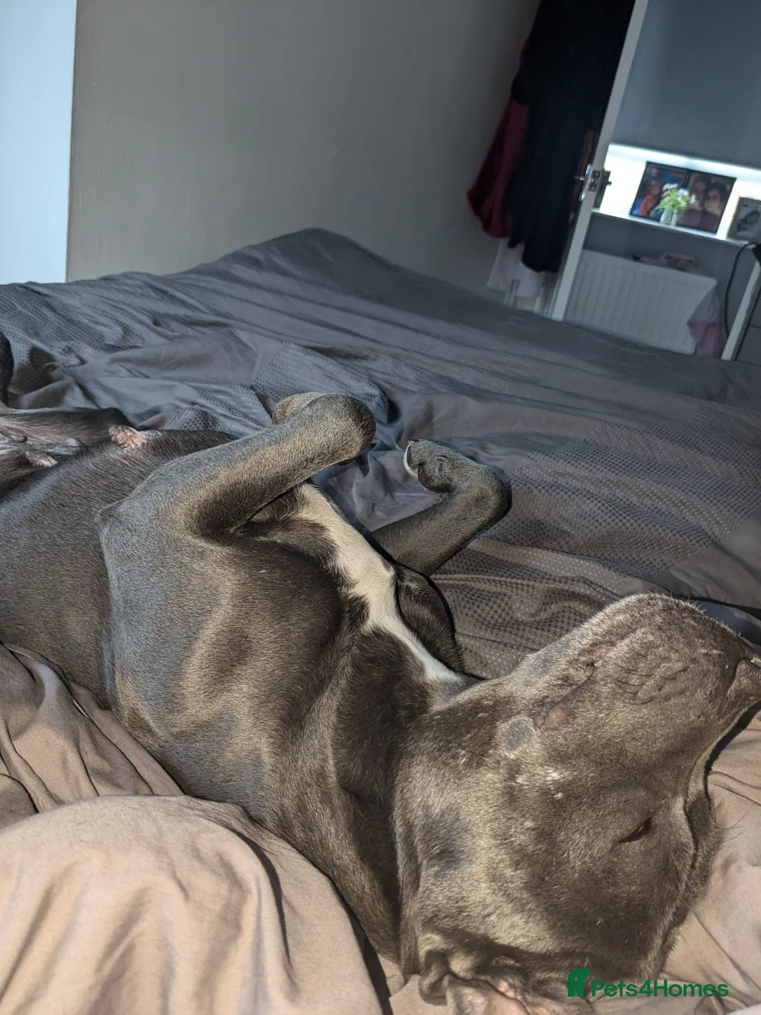 Staffordshire Bull Terrier dogs for sale: Gorgeous blu - Advert 2