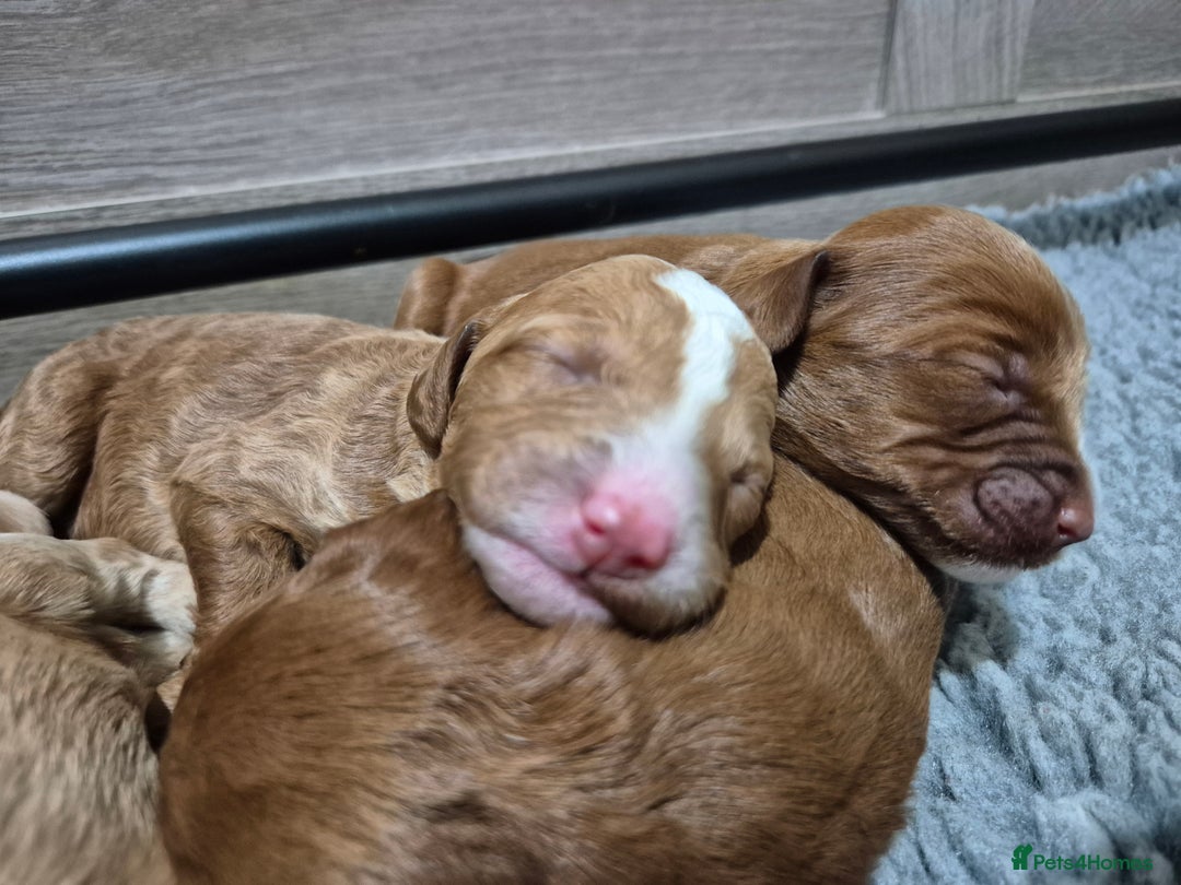 Australian Labradoodle dogs for sale: 1 boy and 1 girl left - Advert 3